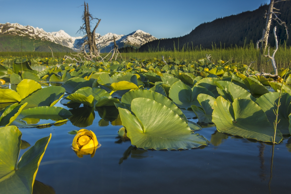 Blooming Lily Pads Near Placer Valley Along Turnagain Arm Southcentral Alaska Summer Poster Print by Carl Johnson - 19 x 12