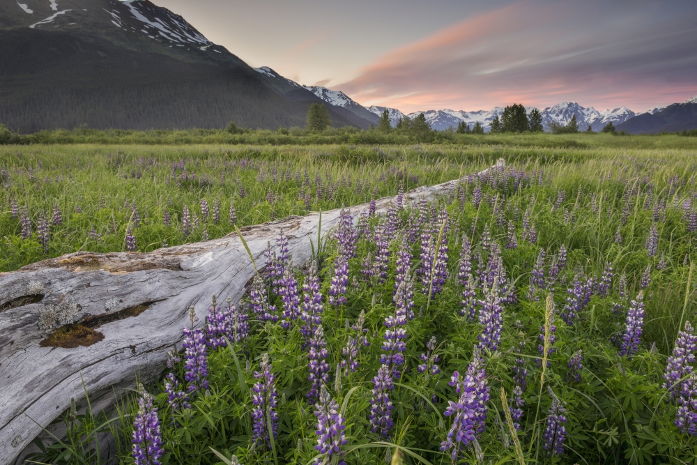 Field of Arctic Lupine Near The Turnagain Arm South of Girdwood Alaska Poster Print by Carl Johnson - 38 x 24 - Large