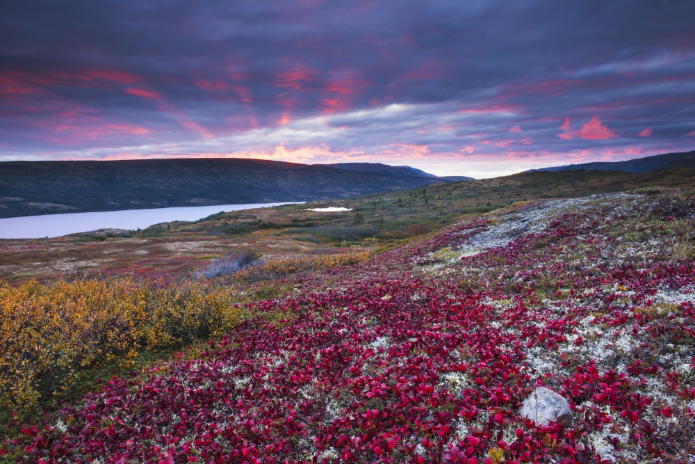 Sunset Over Fall Colors At Wonder Lake Denali National Park & Preserve Alaska Poster Print by Carl Johnson, 38 x 24 - Large