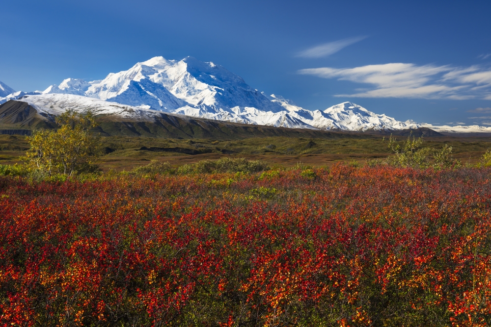 Fall Colors & Morning Light On Denali in Denali National Park & Preserve Alaska Poster Print by Carl Johnson - 19 x 12