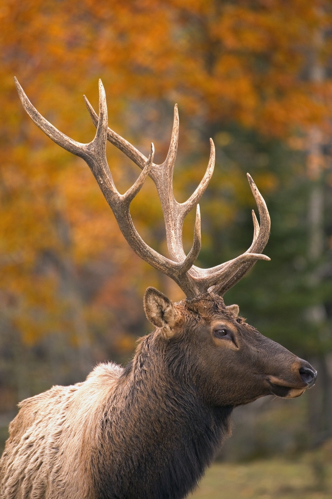 DPI1801117 Bull Elk Jasper National Park Alberta Canada Poster Print by Carson Ganci, 11 x 17