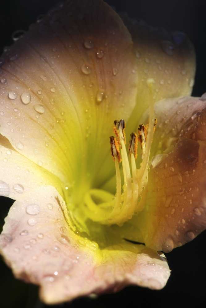Flower with Dew Poster Print by Richard Wear - 11 x 17