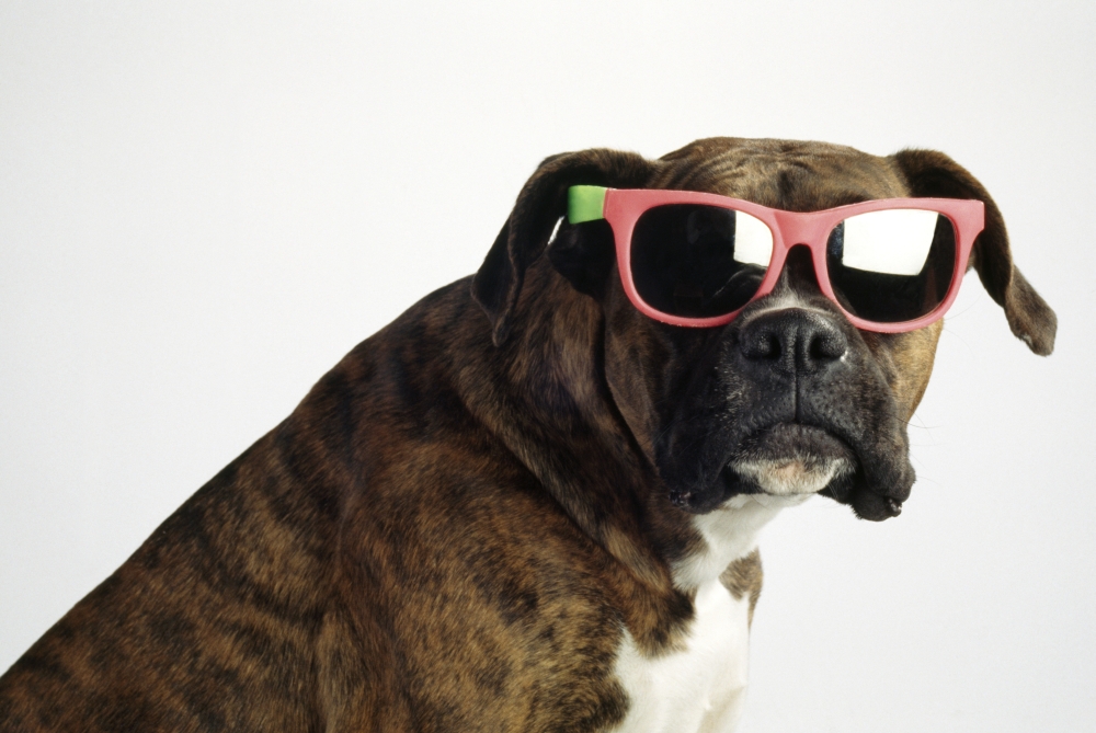Boxer Wearing Sunglasses Poster Print by Ron Nickel - 19 x 12