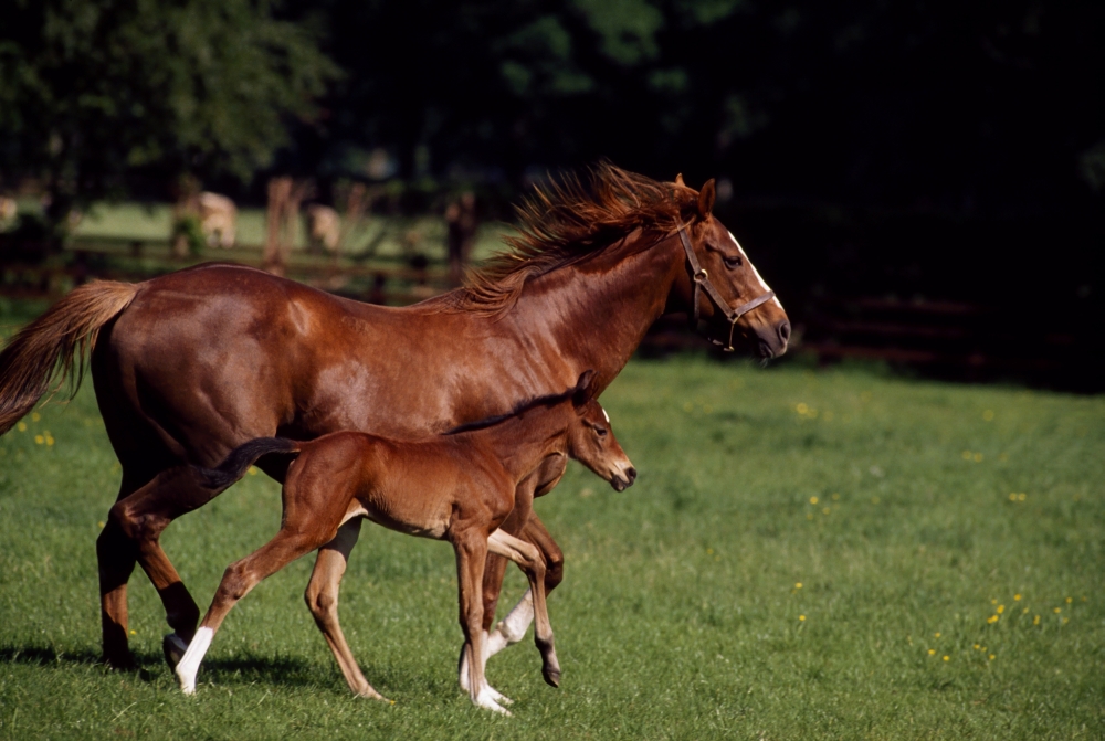 DPI1812584LARGE Thoroughbred Mare & Foal Ireland Poster Print by The Irish Image Collection, 36 x 24 - Large