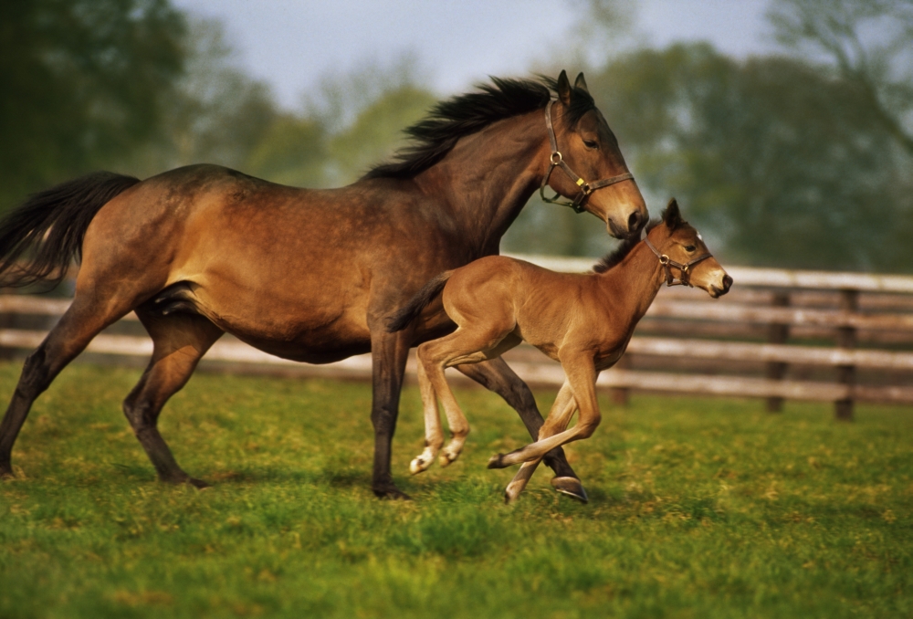 Thoroughbred Chestnut Mare & Foal Ireland Poster Print - 36 x 24 - Large