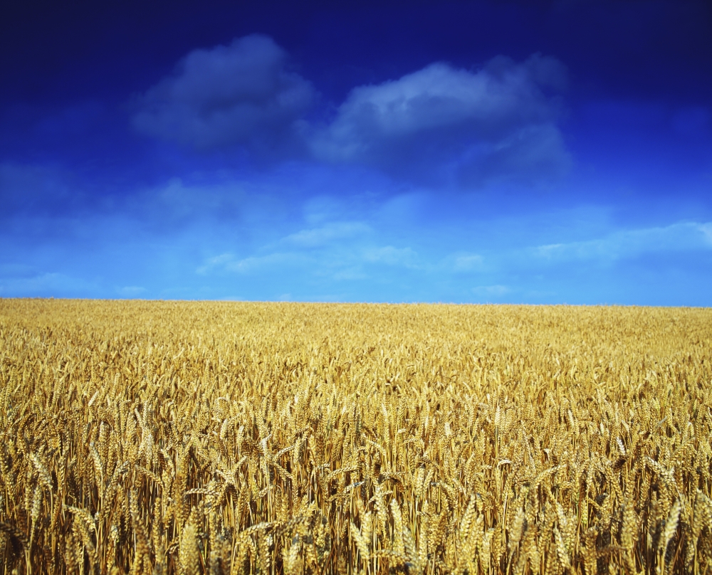 DPI1809200 Co Louth Ireland - Wheat Field Poster Print by The Irish Image Collection, 17 x 13