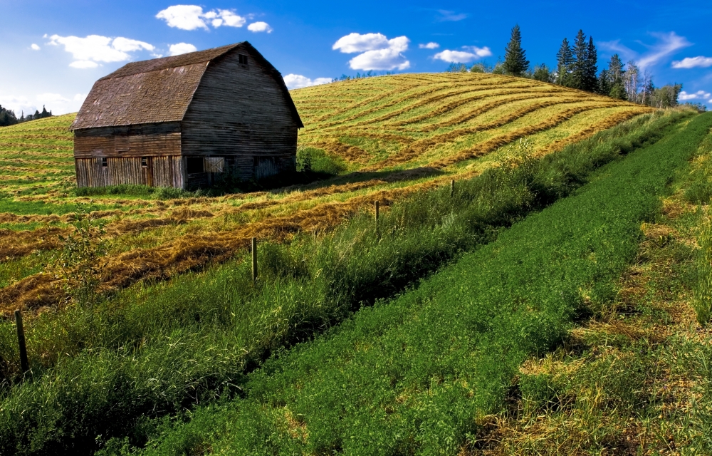 Old Barn in a Field Poster Print by Steve Nagy - 18 x 11