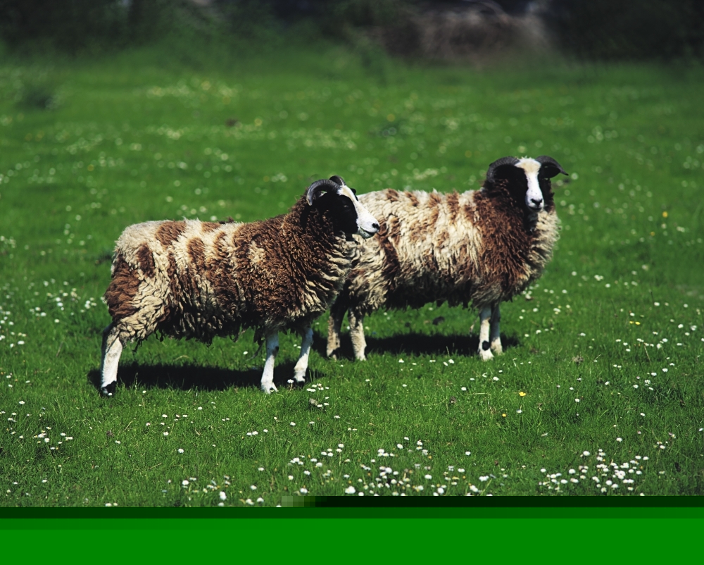 Jacob Sheep Poster Print by The Irish Image Collection - 17 x 13