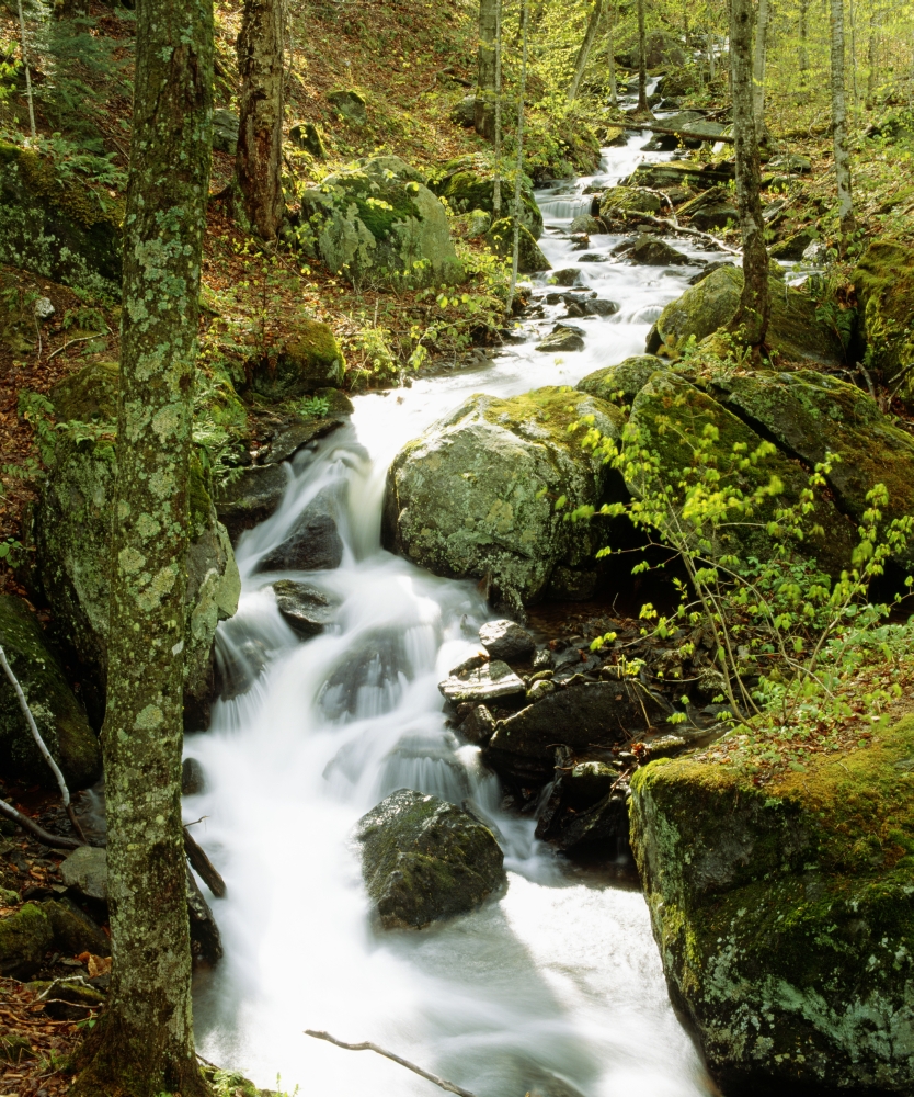 River with Trees in The Forest Poster Print by David Chapman - 13 x 16