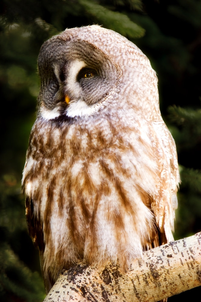 Great Gray Owl Poster Print by Chris & Kate Knorr - 11 x 17