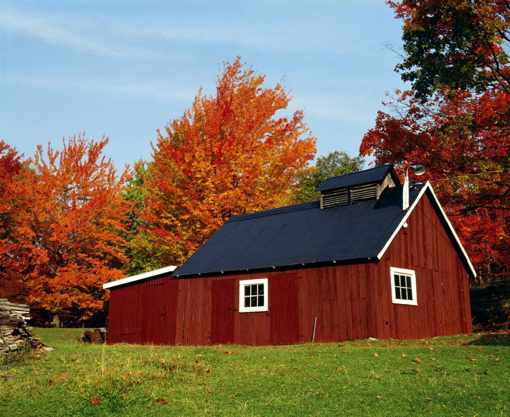 Sugar House with Fall Trees Poster Print by David Chapman, 16 x 13