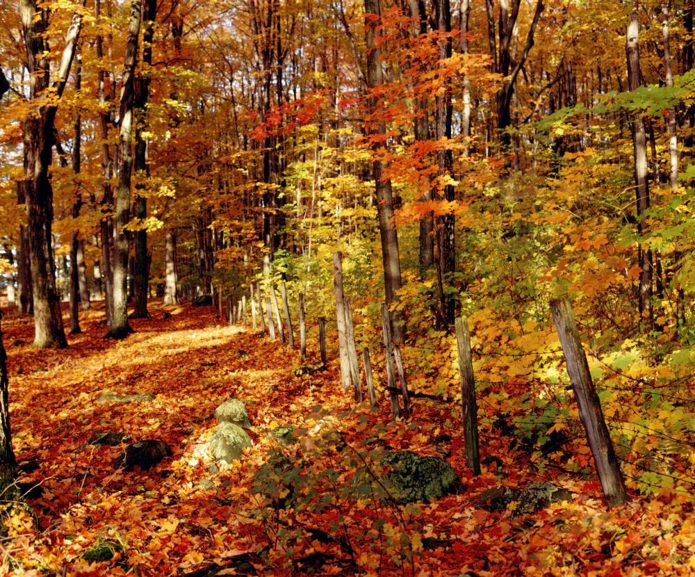 Autumn Trees Poster Print by David Chapman, 32 x 26 - Large