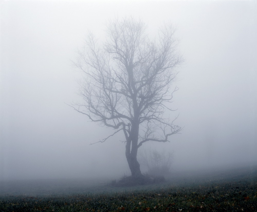 Tree in Fog Poster Print by David Chapman, 16 x 13