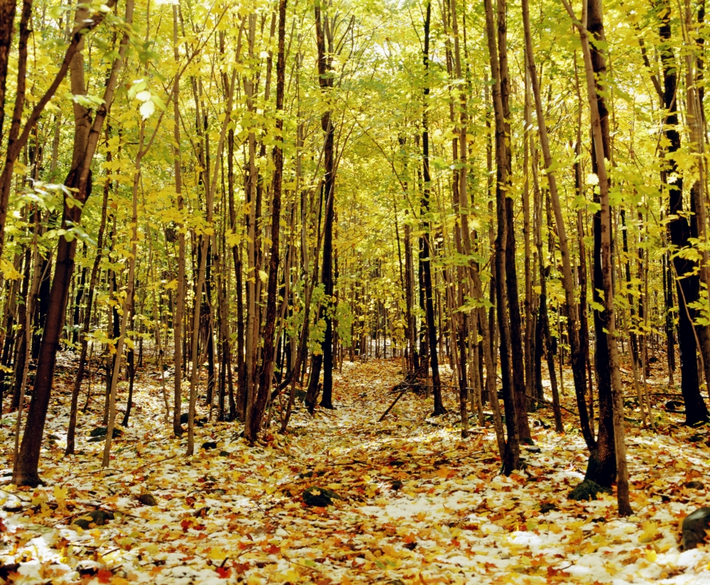 Autumn Trees Poster Print by David Chapman - 16 x 13