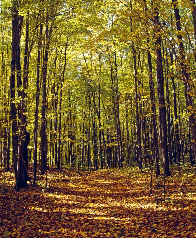 Forest in Quebec Canada Poster Print by David Chapman - 13 x 16