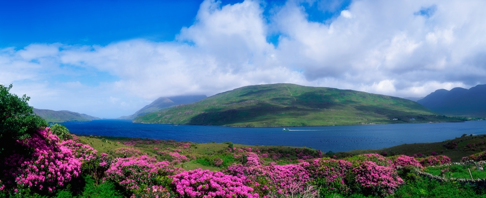DPI1813279LARGE Killary Harbour County Galway Ireland - Harbour Scenic with Wildflowers Poster Print by The Irish Image Collection, 44 x 18 - Large
