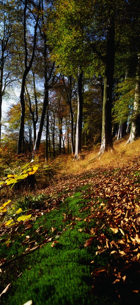 Woods During Autumn Poster Print by The Irish Image Collection - 20 x 44 - Large