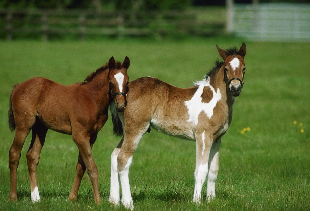 DPI1807305LARGE Thoroughbred Foal & Half-Breed Poster Print by The Irish Image Collection, 36 x 24 - Large