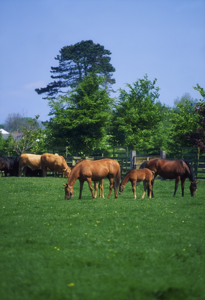 Thoroughbred Horses Poster Print by The Irish Image Collection - 12 x 18