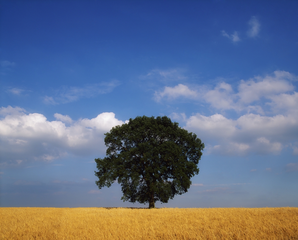Oak Tree in a Barley Field - Ireland Poster Print - 17 x 13