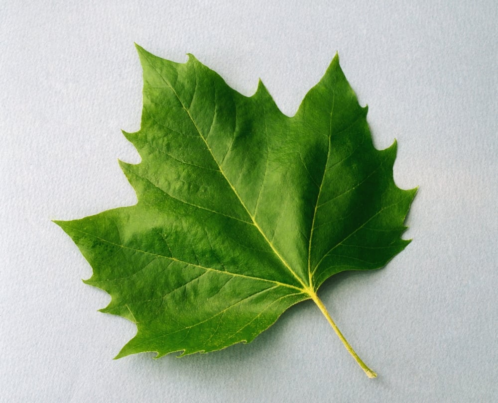 Maple Leaf Poster Print by The Irish Image Collection, 17 x 13