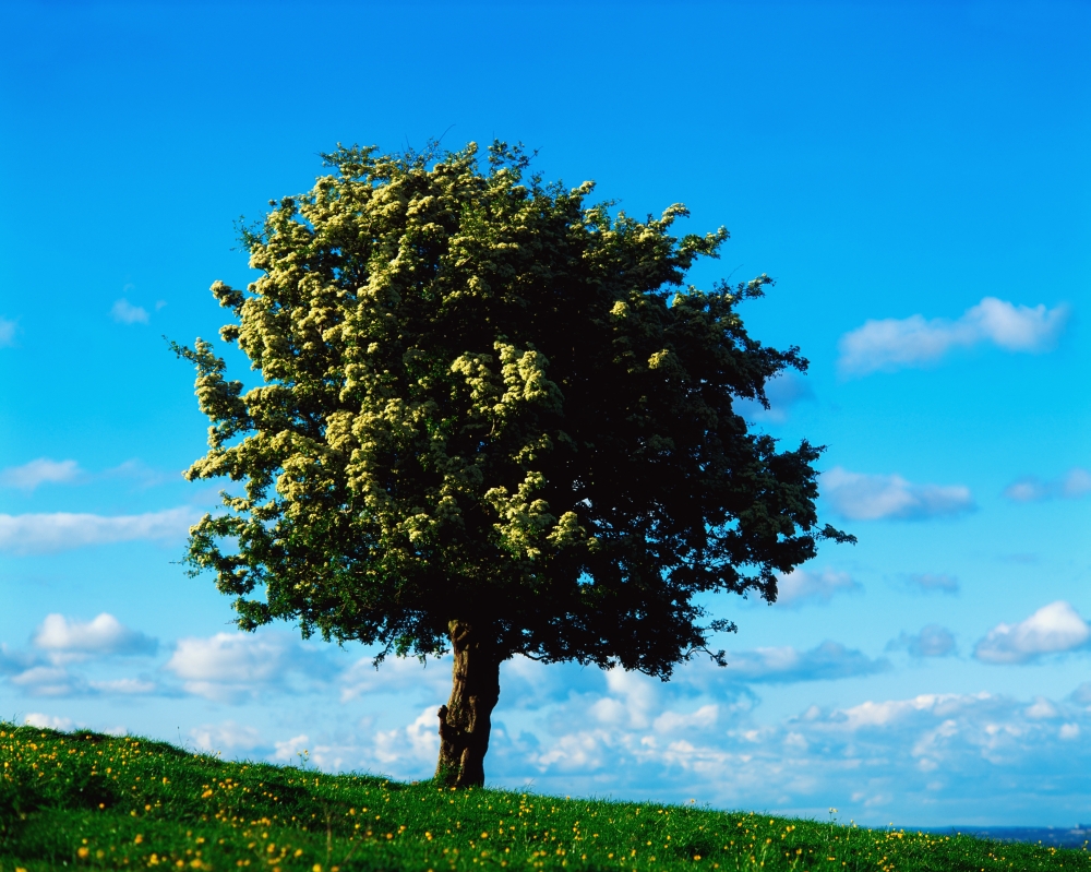 White Hawthorn Tree Poster Print by The Irish Image Collection, 17 x 13