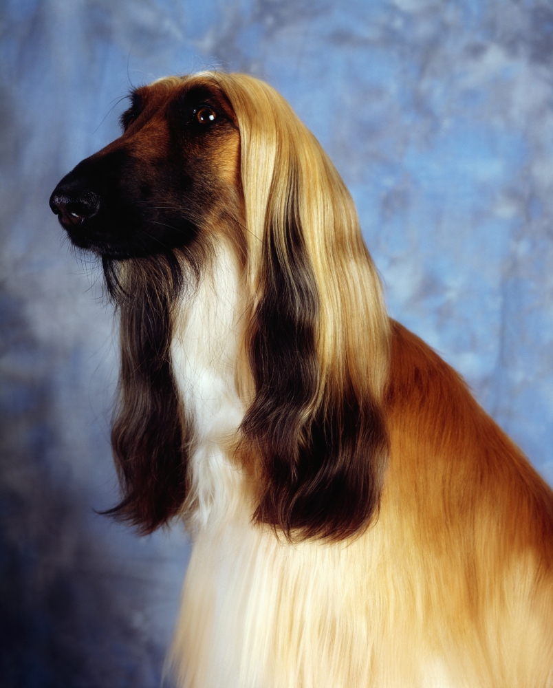 Afghan Hound Poster Print by The Irish Image Collection, 13 x 17
