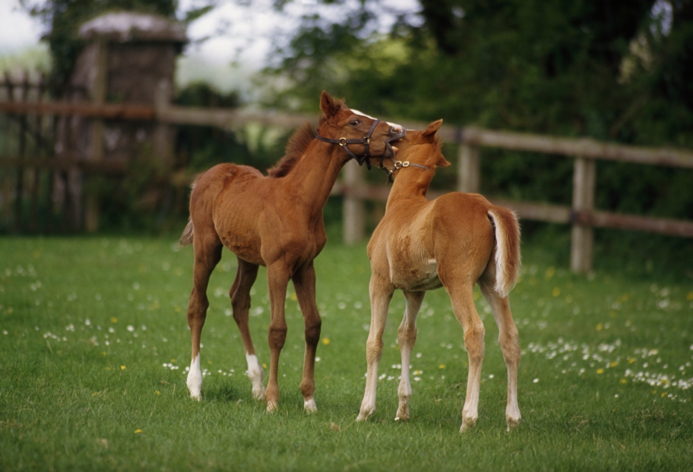 DPI1812563LARGE Thoroughbred Foal Ireland Poster Print by The Irish Image Collection, 36 x 24 - Large
