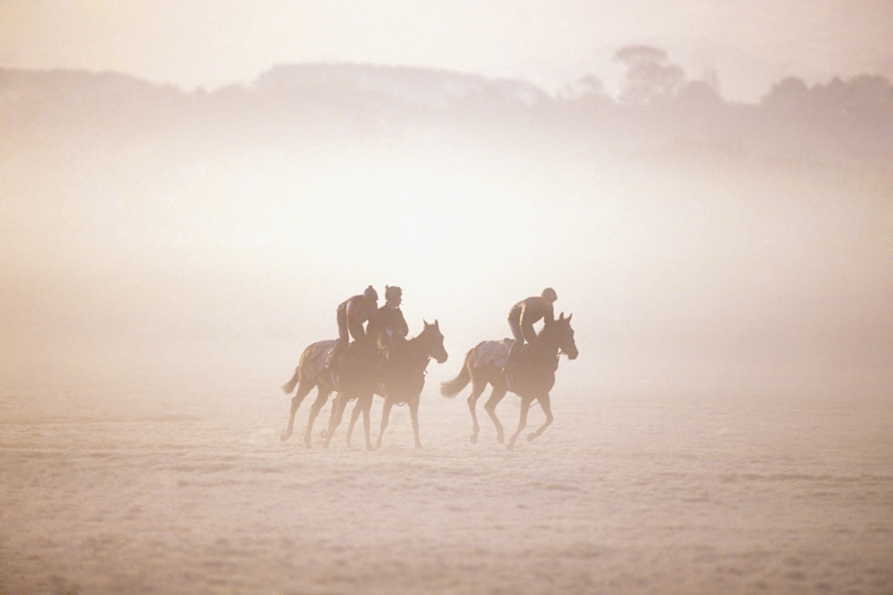 DPI1812580LARGE Thoroughbred Horses in Training Curragh Co Kildare Ireland Poster Print by The Irish Image Collection, 36 x 24 - Large