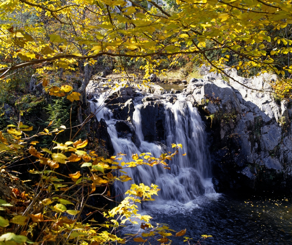 Small Waterfall Among Trees Poster Print by David Chapman - 16 x 14