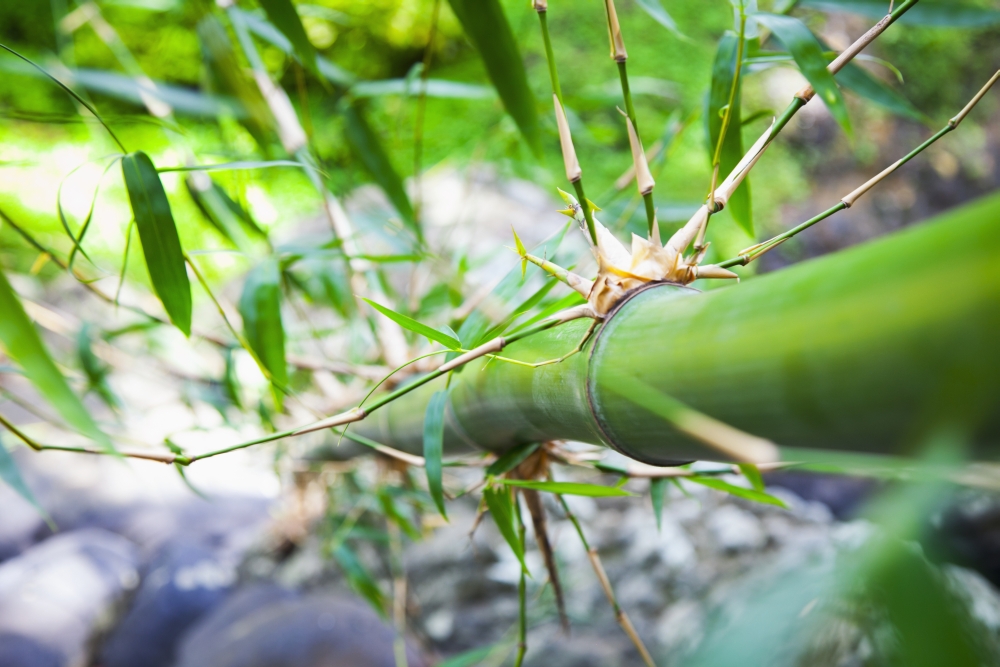 Bamboo Stalk - Granada Poster Print by Blake Kent - 38 x 24 - Large