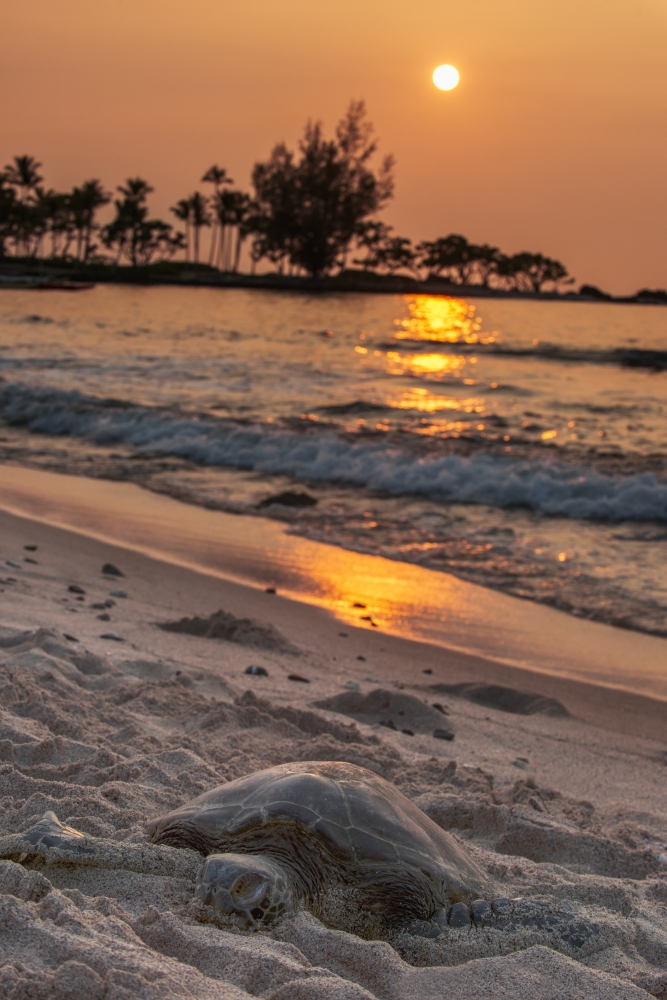 A Sea Turtle Rests On The Beach At Sunset Near Kailua-Kona - Island of Hawaii United States of America Poster Print by Carl Johnson - 24 x 38 - Large