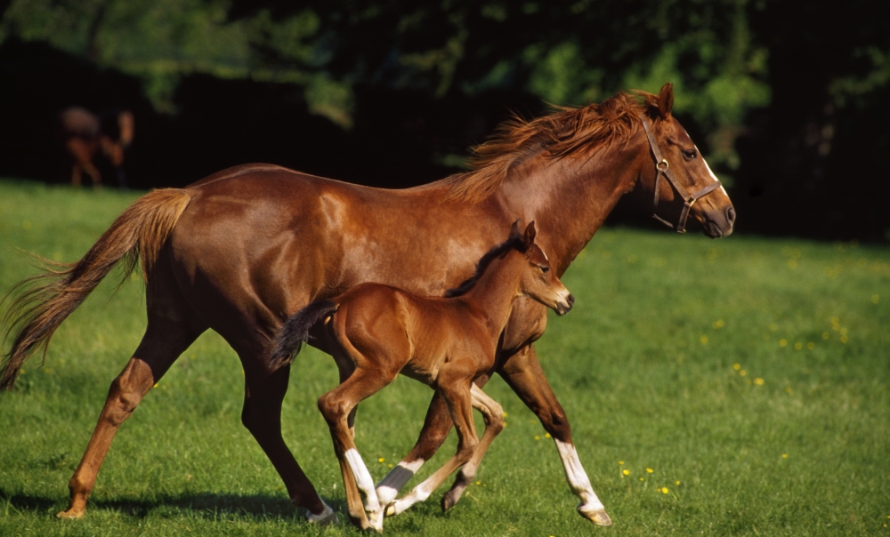 DPI1812778LARGE Thoroughbred Chestnut Mare & Foal Ireland Poster Print by The Irish Image Collection, 36 x 22 - Large