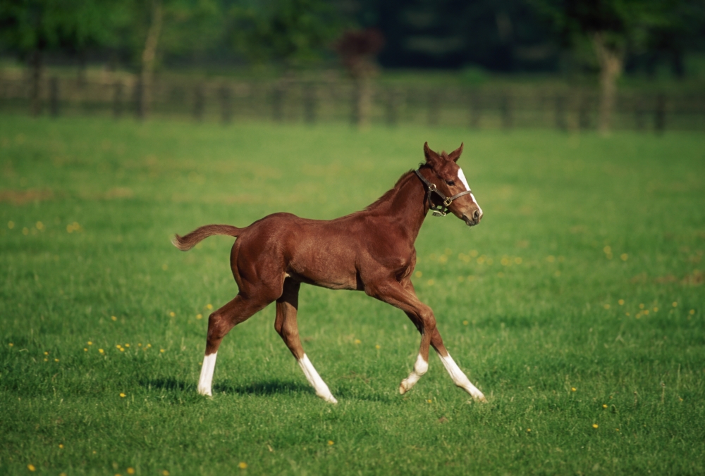 DPI1812780LARGE Thoroughbred Mare National Stud Kildare Town Ireland Poster Print by The Irish Image Collection, 36 x 24 - Large