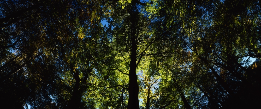 DPI1812868LARGE Killarney Co Kerry Ireland Sunlight Through Trees Poster Print by The Irish Image Collection, 44 x 18 - Large