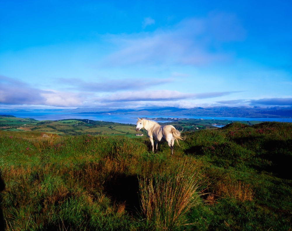 DPI1813216 Wild Horse Bantry Bay Co Kerry Ireland Poster Print by The Irish Image Collection, 17 x 13