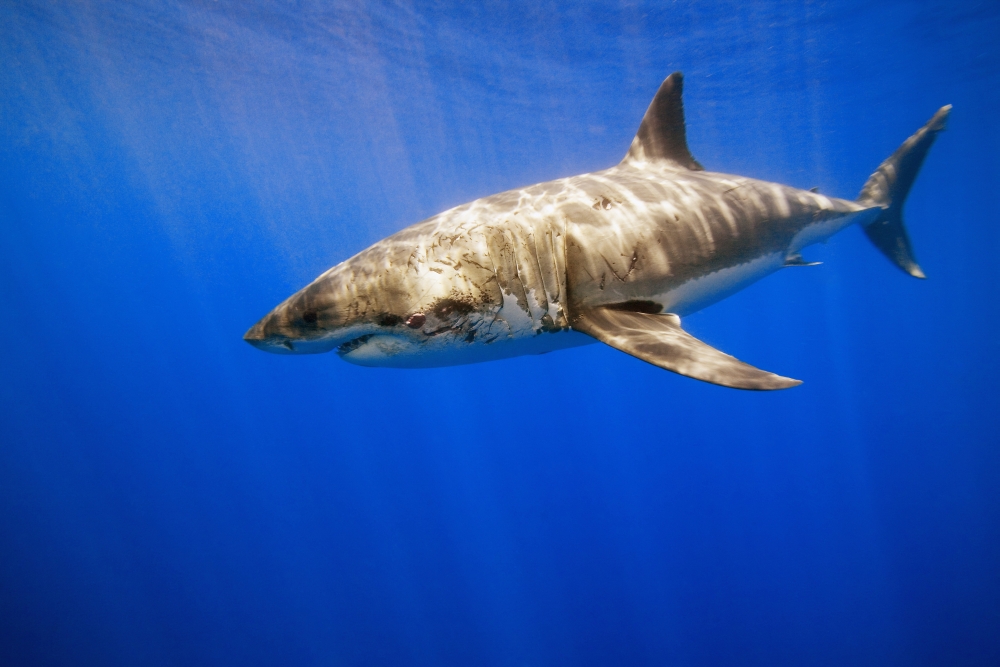 Great White Shark Poster Print by Carson Ganci, 34 x 22 - Large