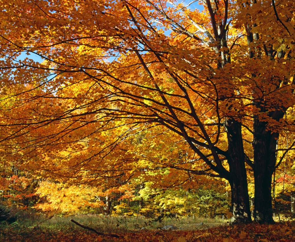Fall Colours Poster Print by David Chapman - 16 x 13