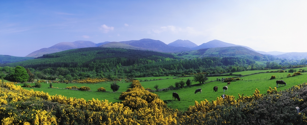 DPI1804479 Mourne Mountains Co Down Ireland - Grazing Animals with Mountains in The Background Poster Print by The Irish Image Collection, 30 x 12
