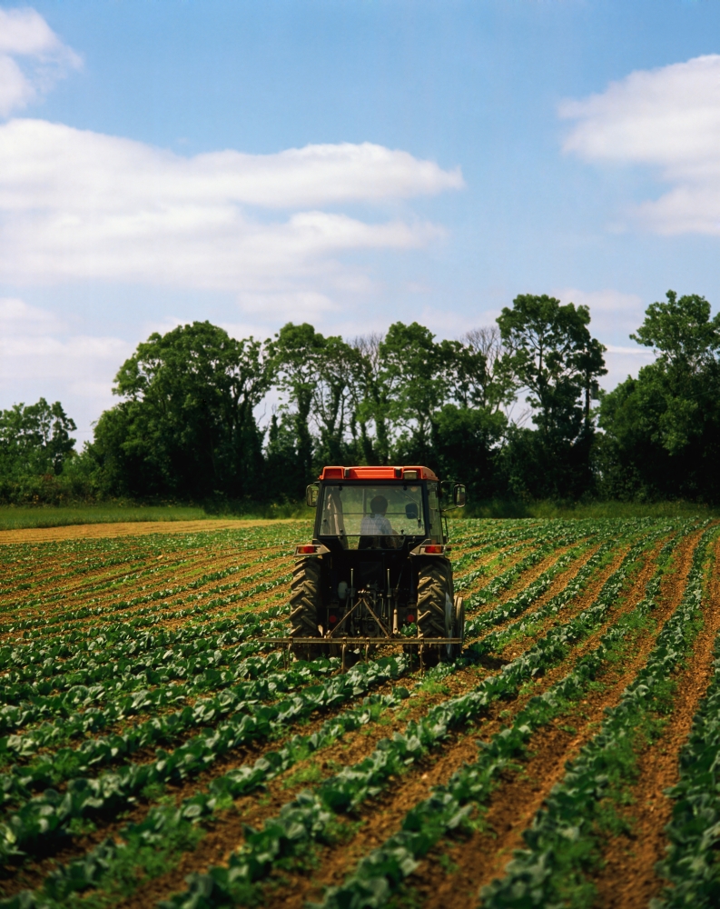 DPI1817659 Weeding A Cabbage Field Ireland Poster Print by The Irish Image Collection, 13 x 17