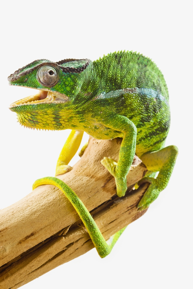 DPI12299928 Colourful Panther Chameleon Furcifer Pardalis On A White Background - St. Albert Alberta Canada Poster Print by Corey Hochachka, 12 x 19