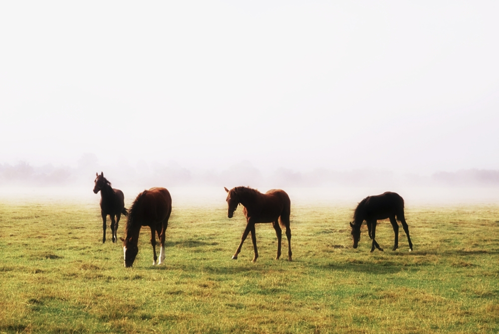 DPI1821679LARGE Foals with A Mist Behind Them - Thoroughbred Horses Poster Print by The Irish Image Collection, 36 x 24 - Large