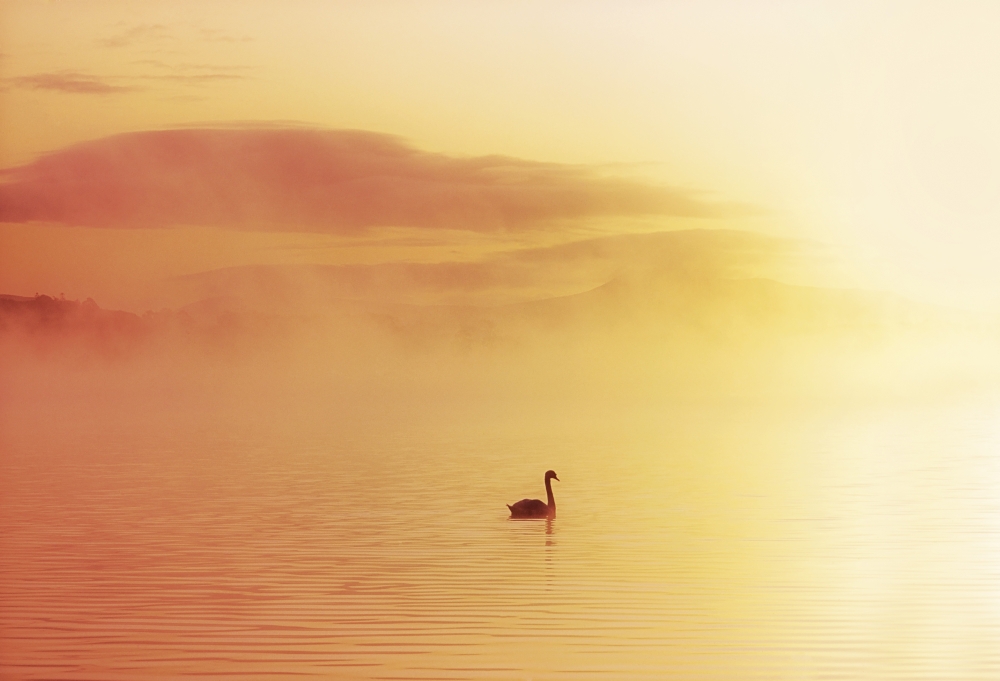 Lough Leane Killarney Co Kerry Ireland - Bird in The Water Covered by A Mist Poster Print by The Irish Image Collection - 18 x 12