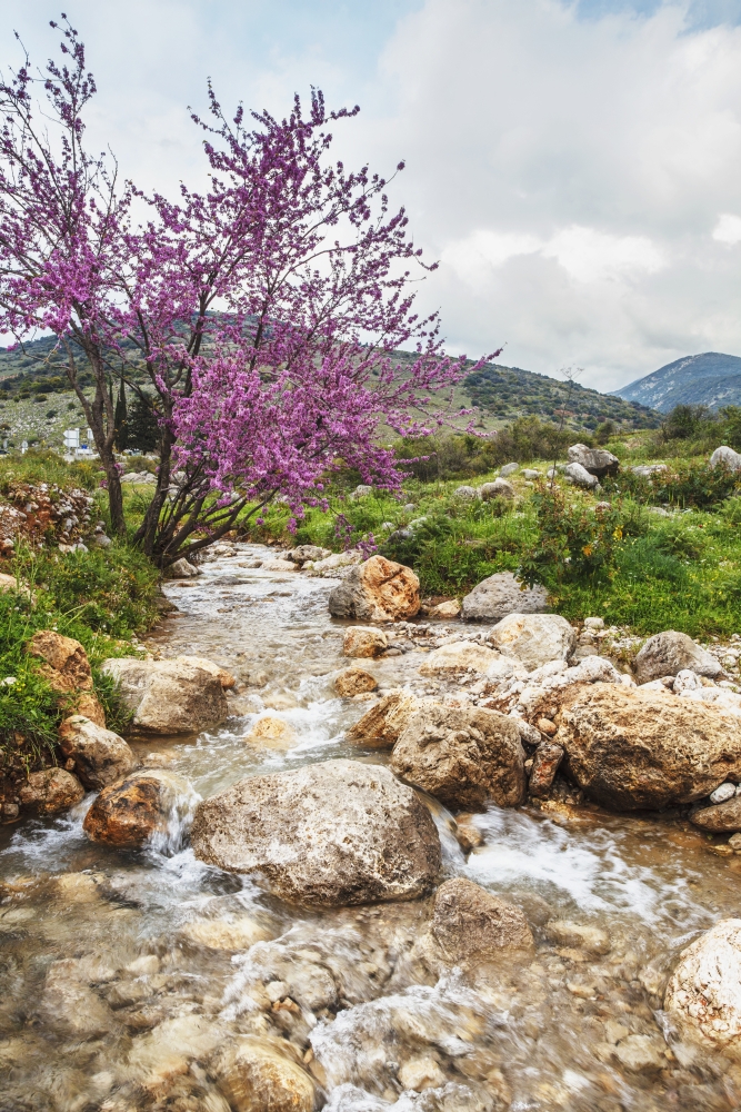 DPI12291044 Stream Coming Off Mount Herman with Lush Grass & Blossoming Shrubs - Israel Poster Print by Reynold Mainse, 12 x 19