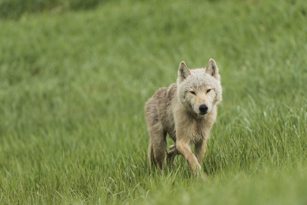 Young Wolf in Grasses in Kukak Bay Katmai National Park & Preserve Alaska Poster Print by Carl Johnson - 19 x 12