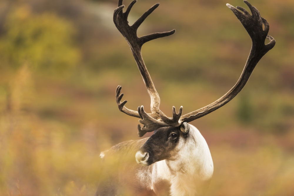 Bull Caribou Near Savage River in Denali National Park & Preserve Alaska Poster Print by Carl Johnson, 19 x 12