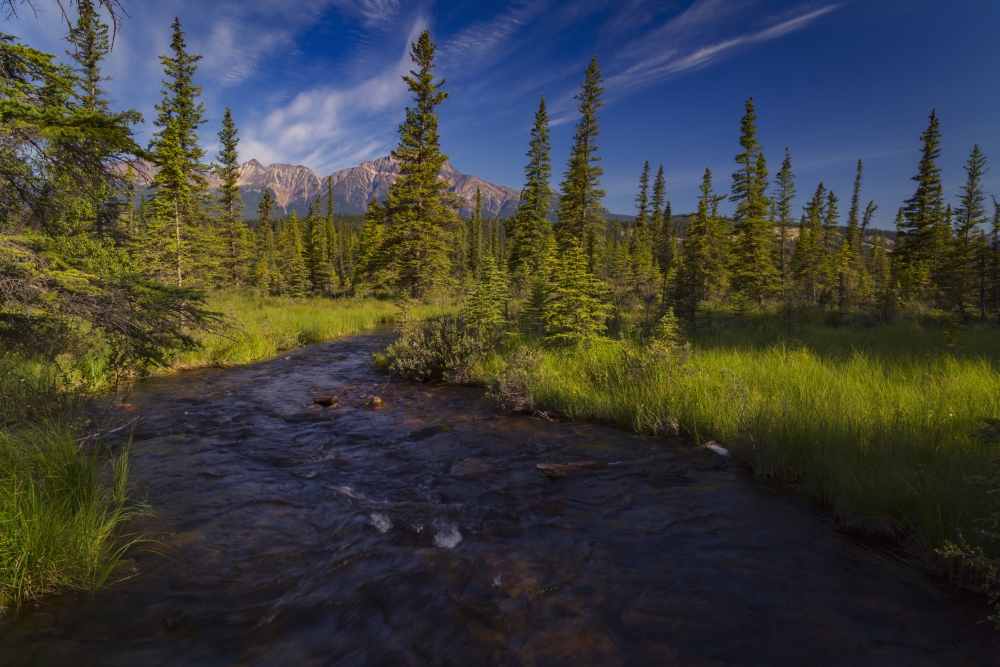 Creek That Leads Away from Lac Beauvert Jasper National Park - Alberta Canada Poster Print by Justin Sinclair - 38 x 24 - Large