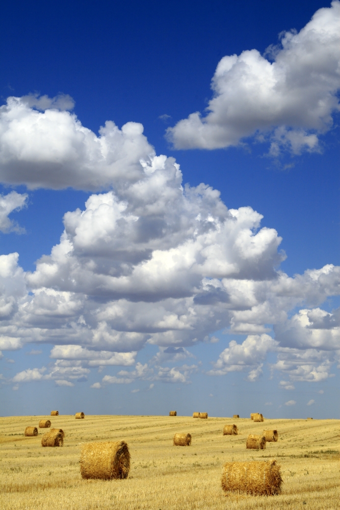 Hay Bales with White Clouds Poster Print by Eryk Jaegermann, 22 x 34 - Large