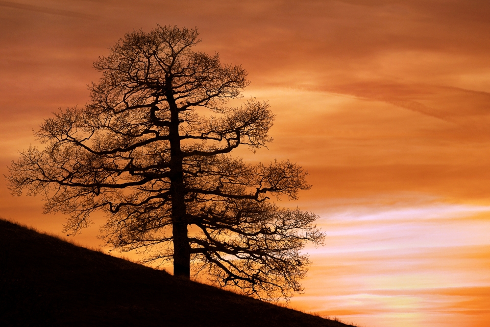 Tree Against A Sunset Sky Nottinghamshire England Poster Print by Chris Upton - 17 x 11