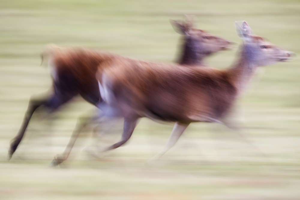 Running Deer Poster Print by John Short - 36 x 24 - Large
